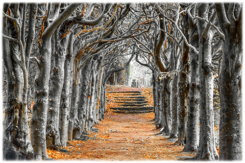 Pathway Autumn Leaves