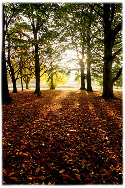 walk-autumn-shadows